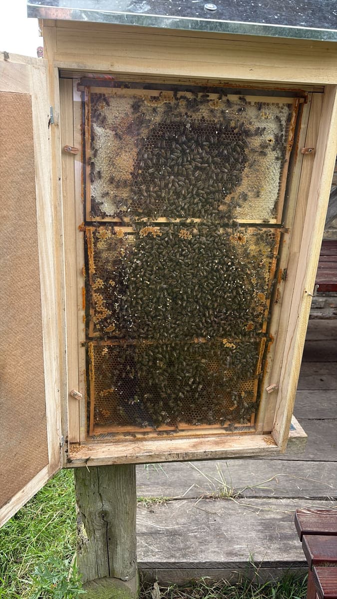 Ein Blick ins Bienenvolk