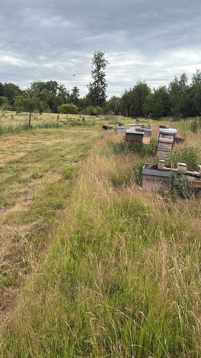 Streuobstwiese am Wildwald mit Bienenstöcken und Schafen