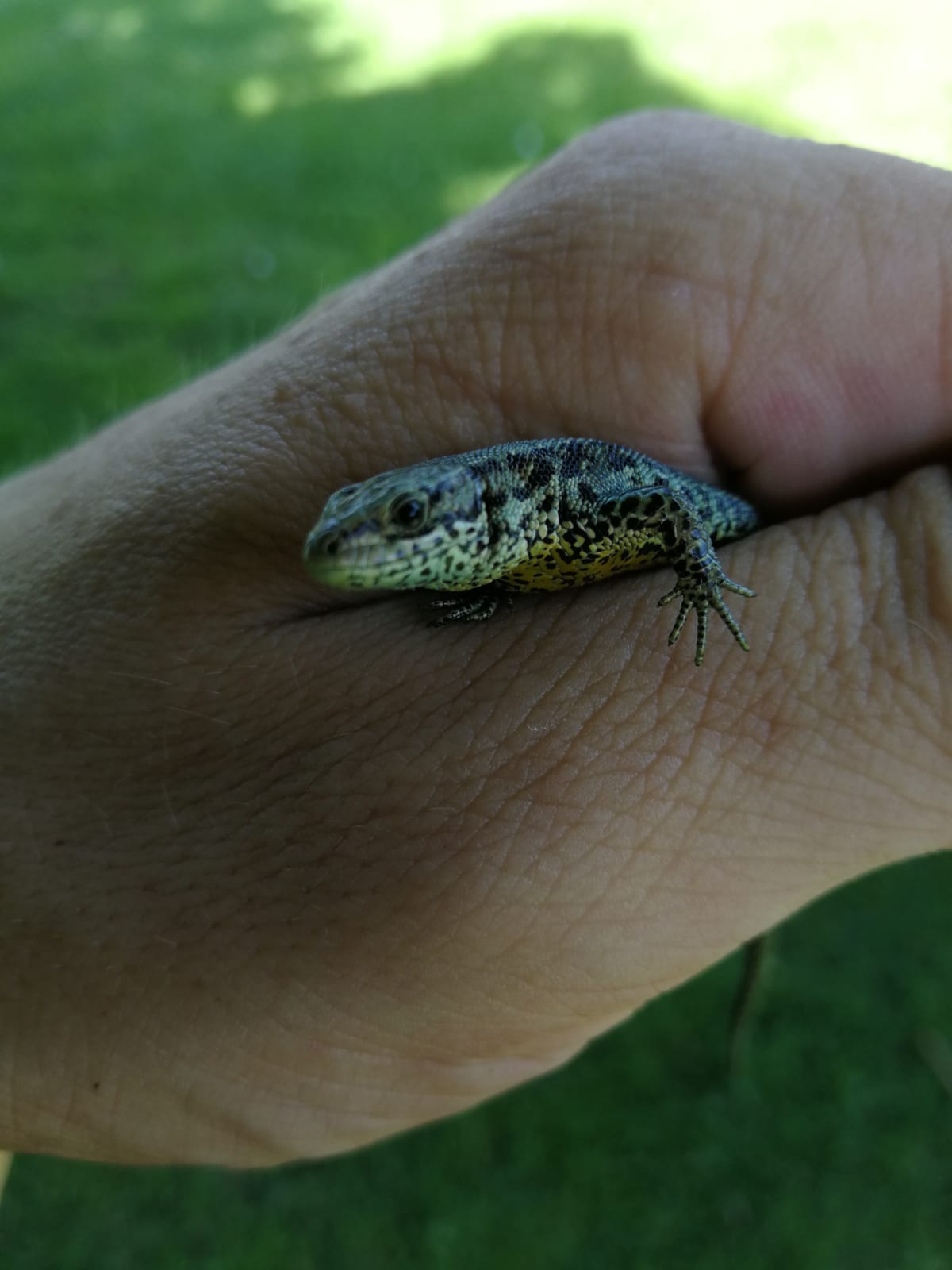 Zauneidechse zu Gast im Garten