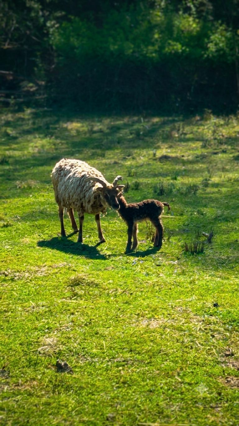 Lammzeit – neues Leben auf der Weide