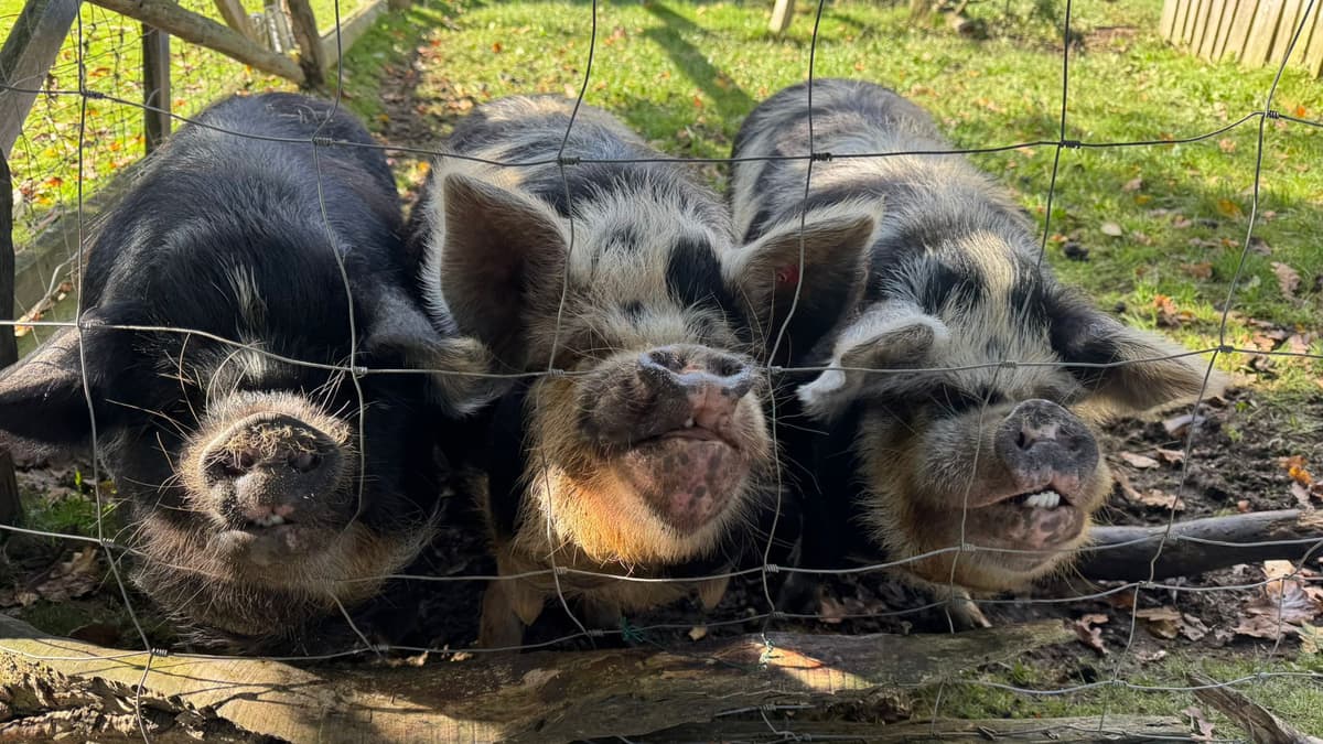 Unsere Wollschweine